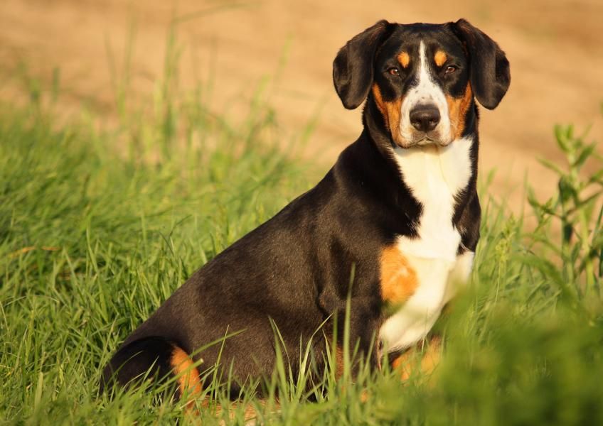 Энтлебухер зенненхунд: описание породы собак