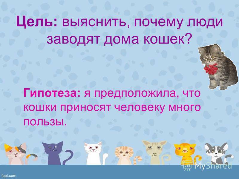 3 главных причины завести вторую кошку