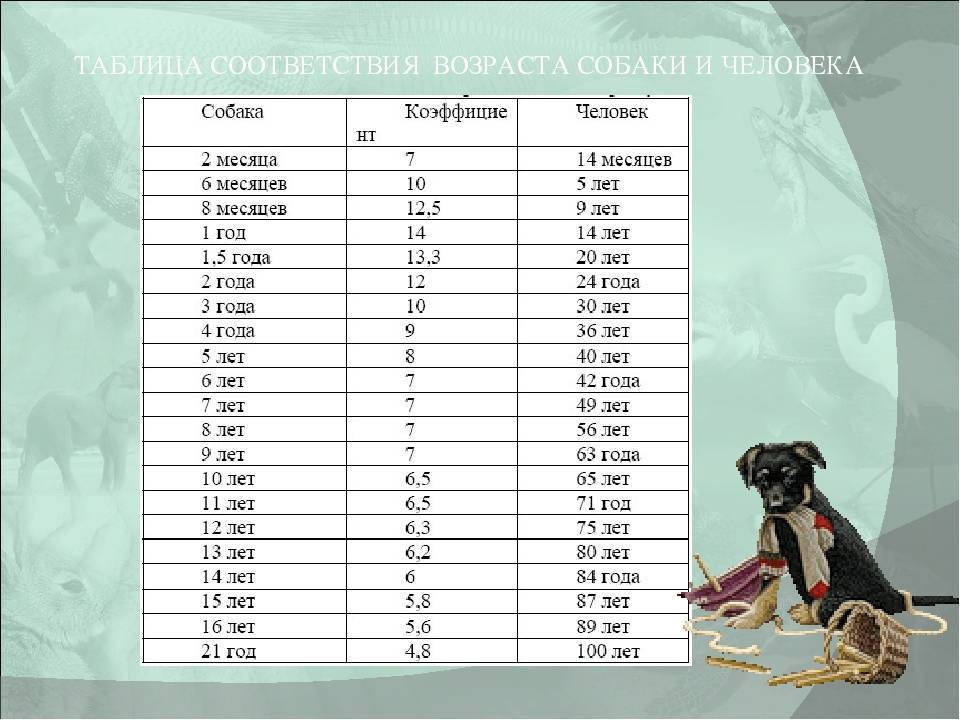 Возраст собаки по человеческим меркам: таблица