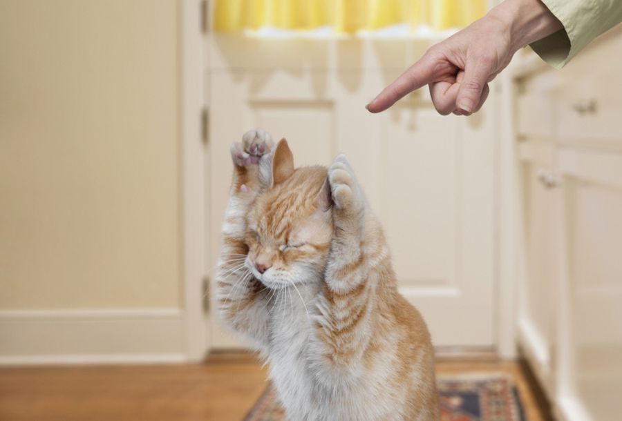 Как отучить котенка кусаться: причины такого поведения