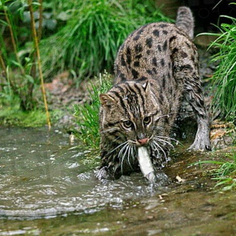 Виверровый кот-рыболов (крапчатая кошка, рыбья кошка)