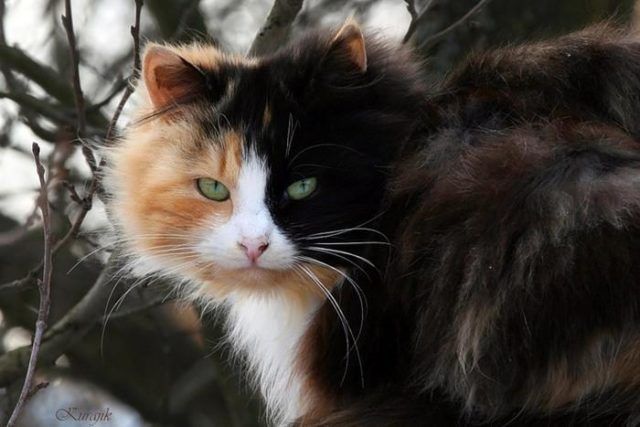 Приметы и суеверия связанные с трехцветными кошками