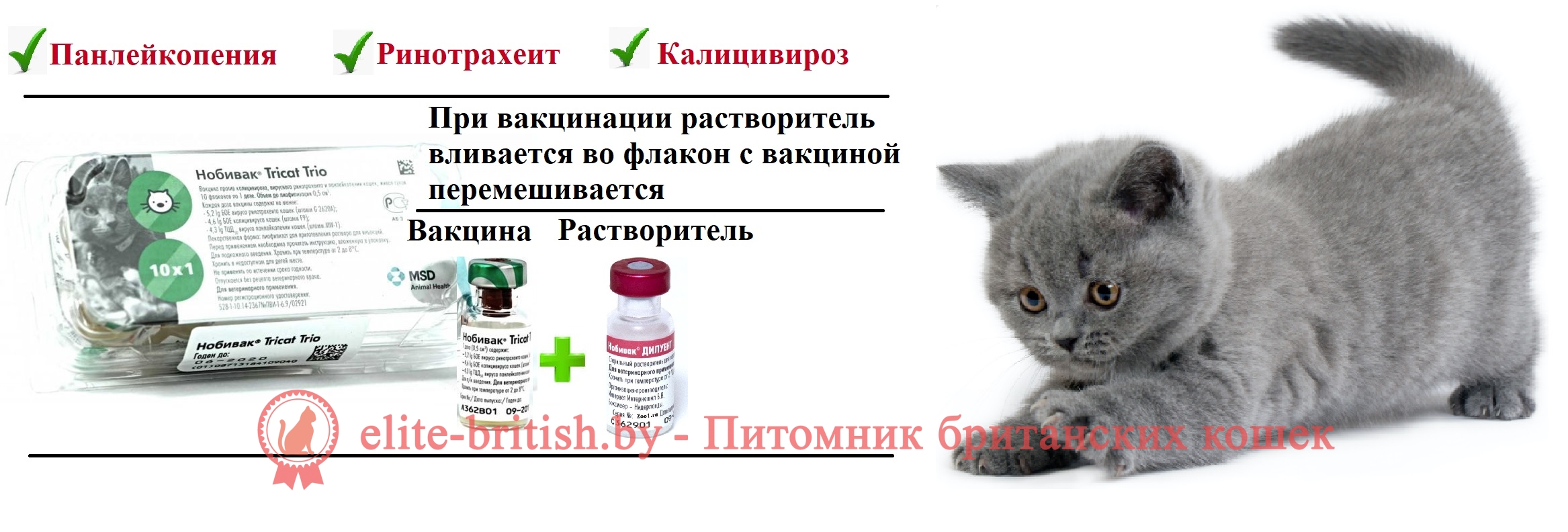 Вакцинация кошек: как правильно прививать питомца