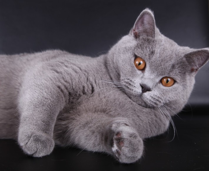 Фотографии породы британских кошек. Британская короткошёрстная кошка. Британская голубая короткошерстная. Британский короткошерстный кот серый. Кошки породы Британская короткошерстная голубая.