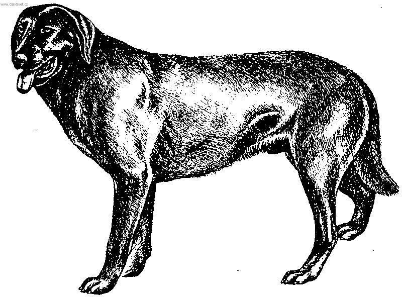 Молоссы (собаки): разновидности пород и обзор