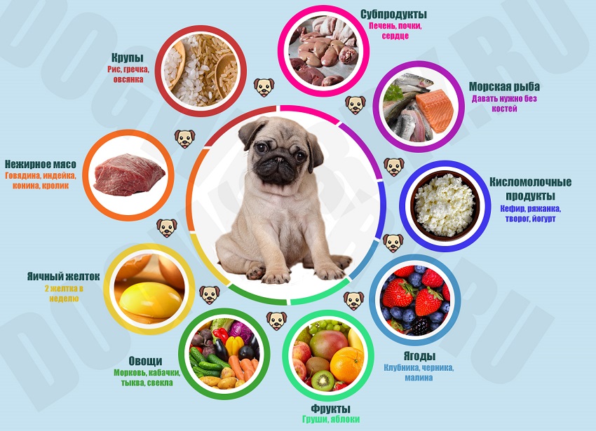 Чем кормить мопса: список продуктов, какой лучше