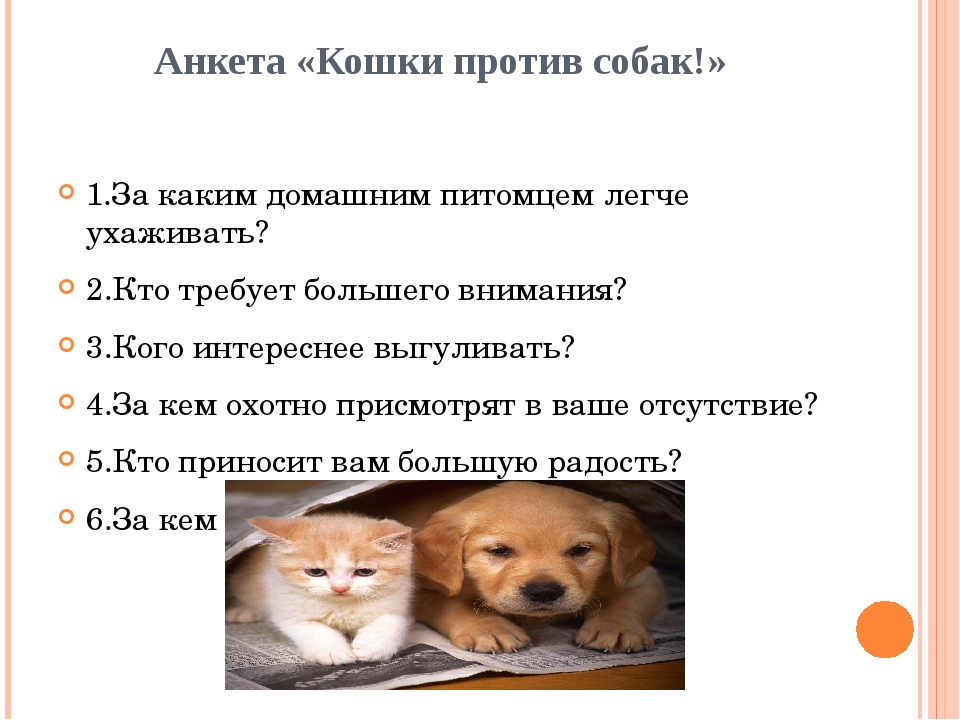 Кошка или собака: кто лучше и кого завести