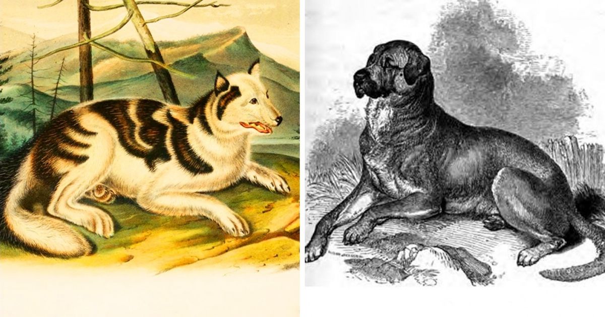 Вымершие породы собак: каких псов уже не существует
