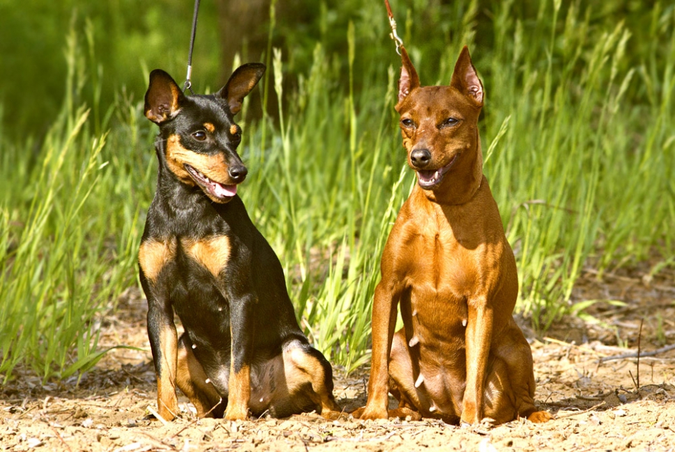 Карликовый пинчер (цвергпинчер) — порода собак