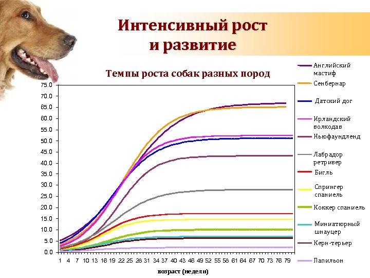До какого возраста растут собаки мелких, средних и крупных пород