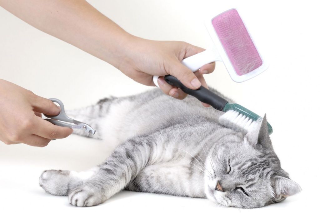 Как почистить уши коту в домашних условиях: варианты как и чем промыть