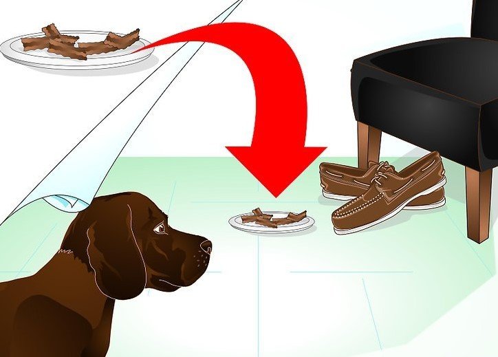 Как отучить собаку метить в квартире: что делать