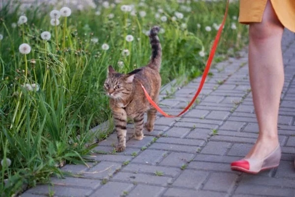 Почему кот ходит по пятам за хозяином?