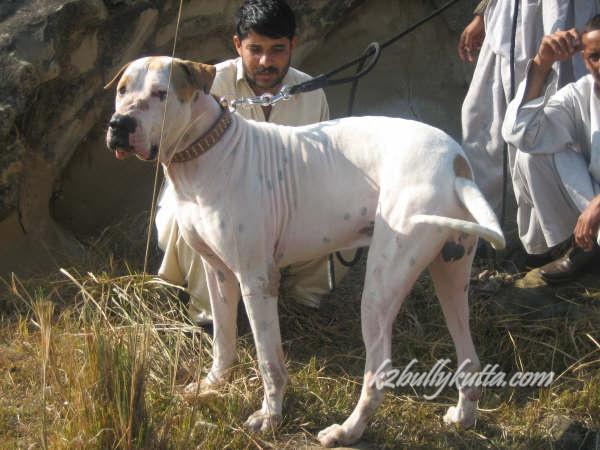 Гуль донг (пакистанский бульдог): описание породы собак