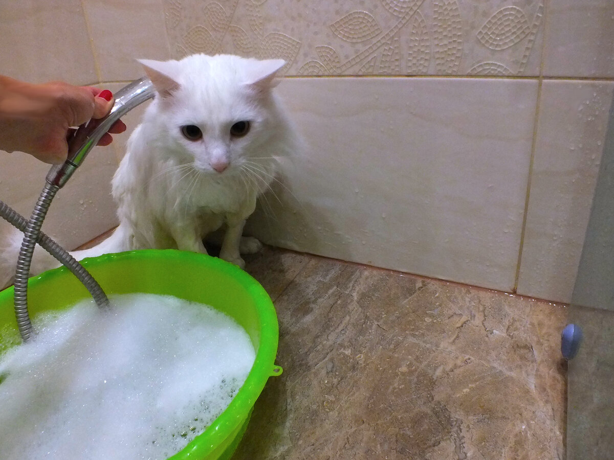 Как мыть крысу в домашних условиях, приучить к воде