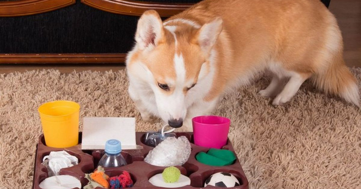 Игрушки для собак своими руками в домашних условиях