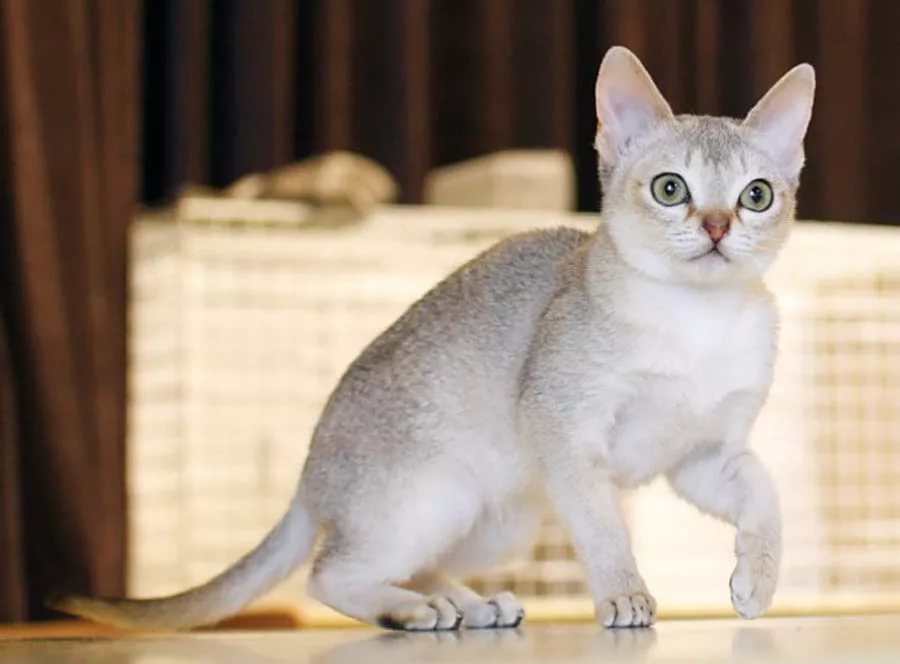 Сингапурская кошка: главное о прекрасной породе