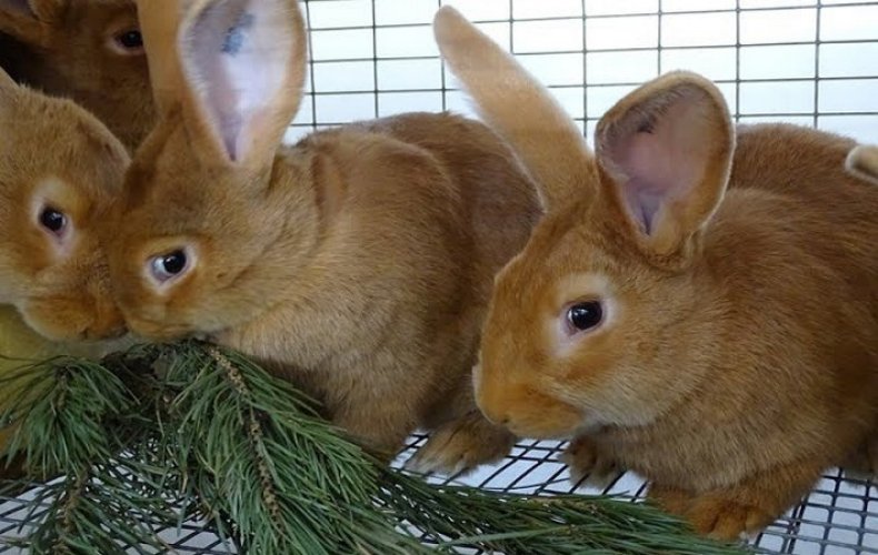 Какие ветки можно давать кроликам зимой: сосновые или еловые