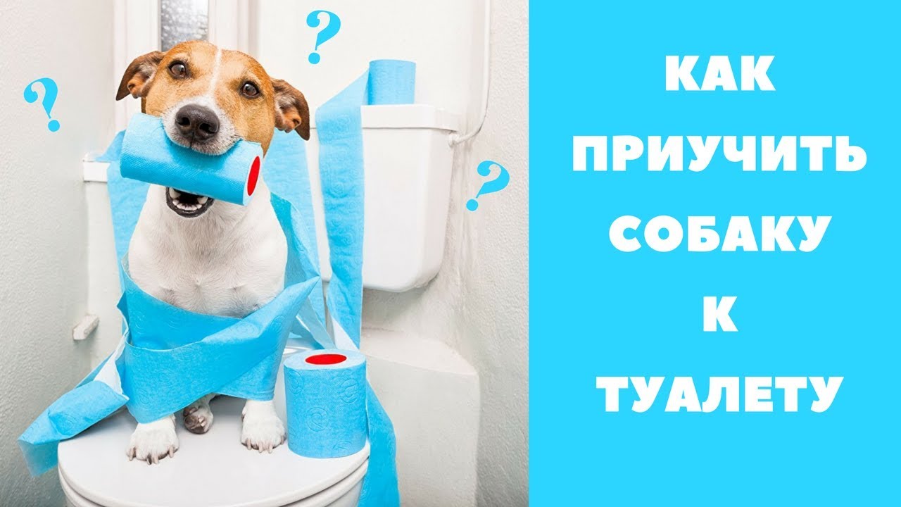 Как приучить щенка к туалету в квартире быстро