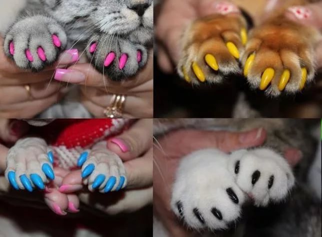 Антицарапки для кошек: как одеть колпачки для когтей и снять их