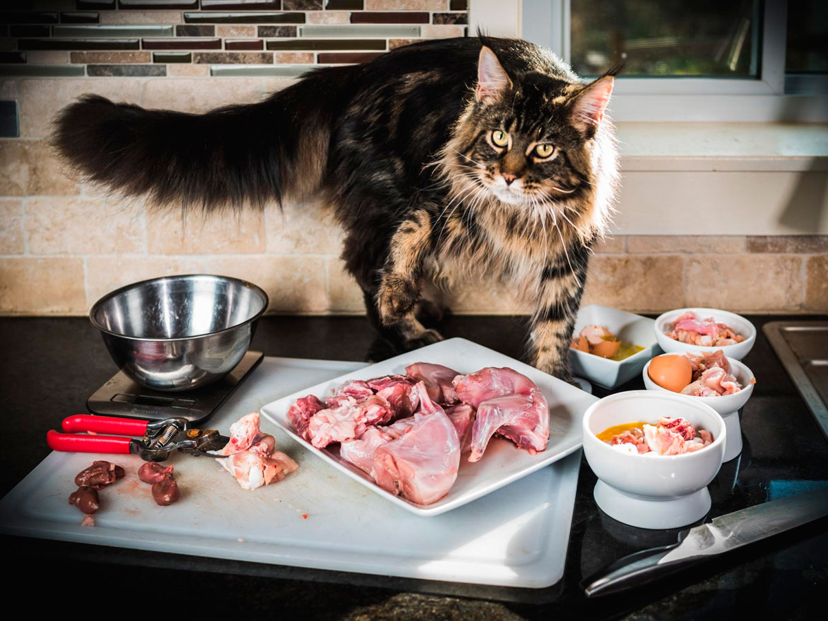 Чем кормить кота в домашних условиях: домашней едой или кормом