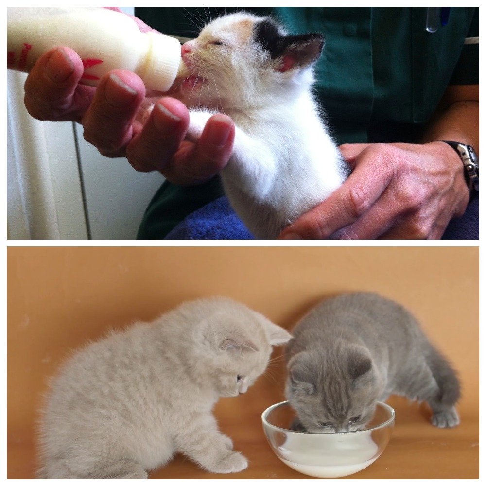 Когда начинать кормить котят. Кошка и молоко. Молоко для маленьких котят. Молоко для котят. Кошки для котята молоко.