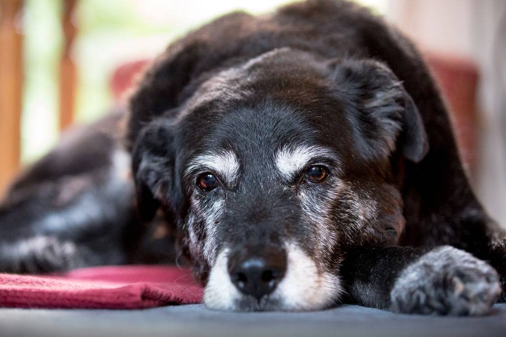 Собаки-долгожители: представители каких пород живут дольше всех