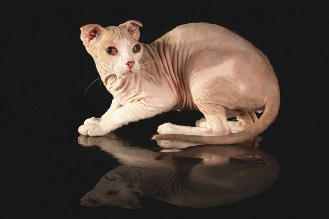 Украинский левкой: элегантная кошка с безупречными манерами
