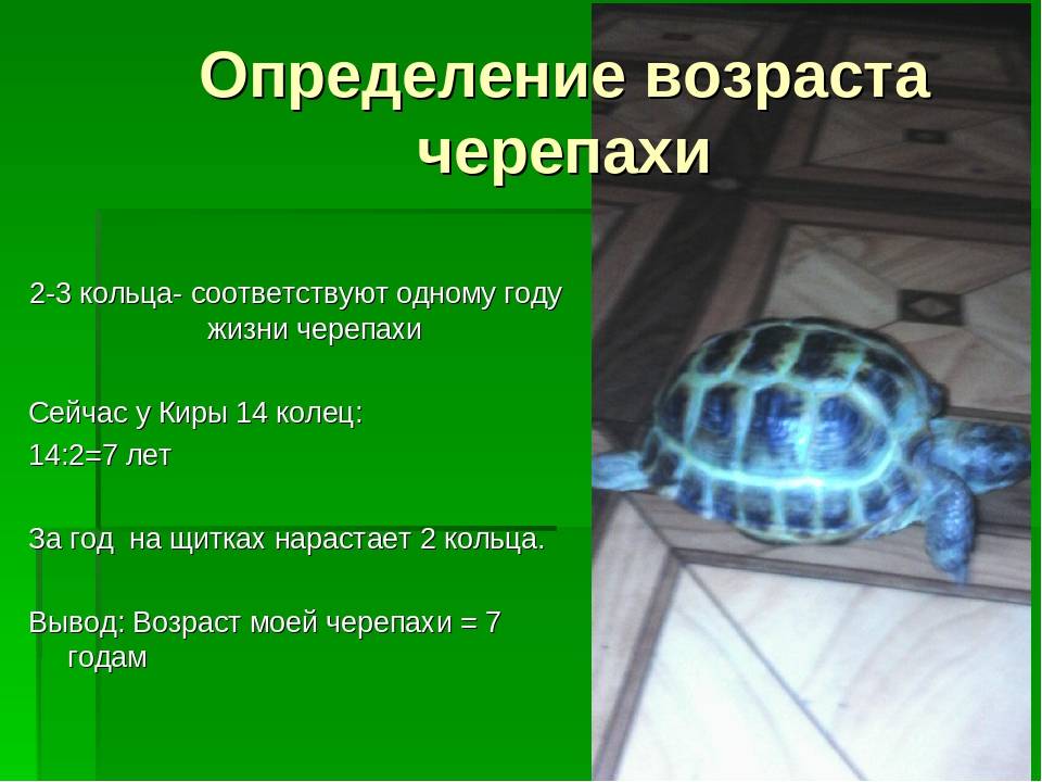 Сколько живут красноухие черепахи в домашних условиях