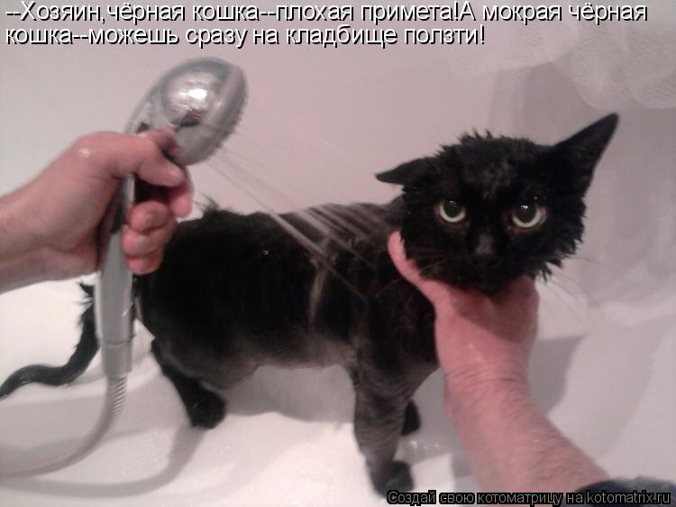 В дом приходит кошка примета к чему. Мокрый черный котенок. Плохая кошка. Мокрая черная кошка. Плохие приметы.