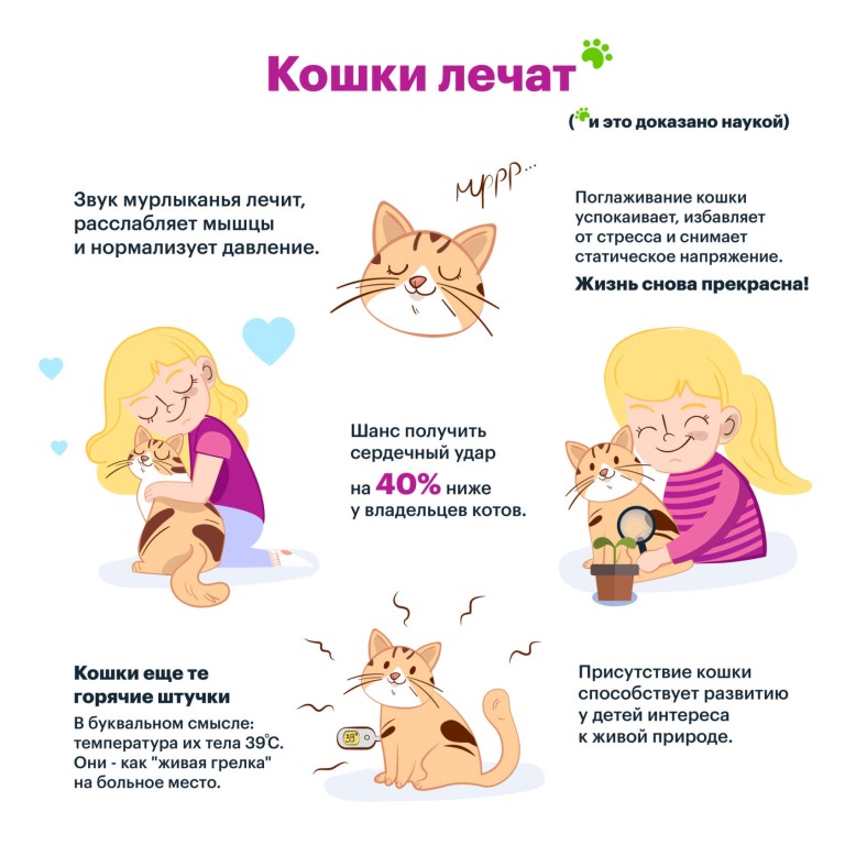 Кошки лечащие людей (фелинотерапия): правда или миф?