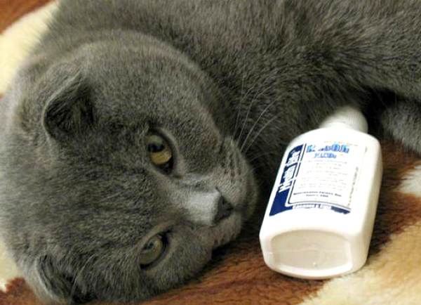 Сопли у котенка, кота и кошки: чем лечить