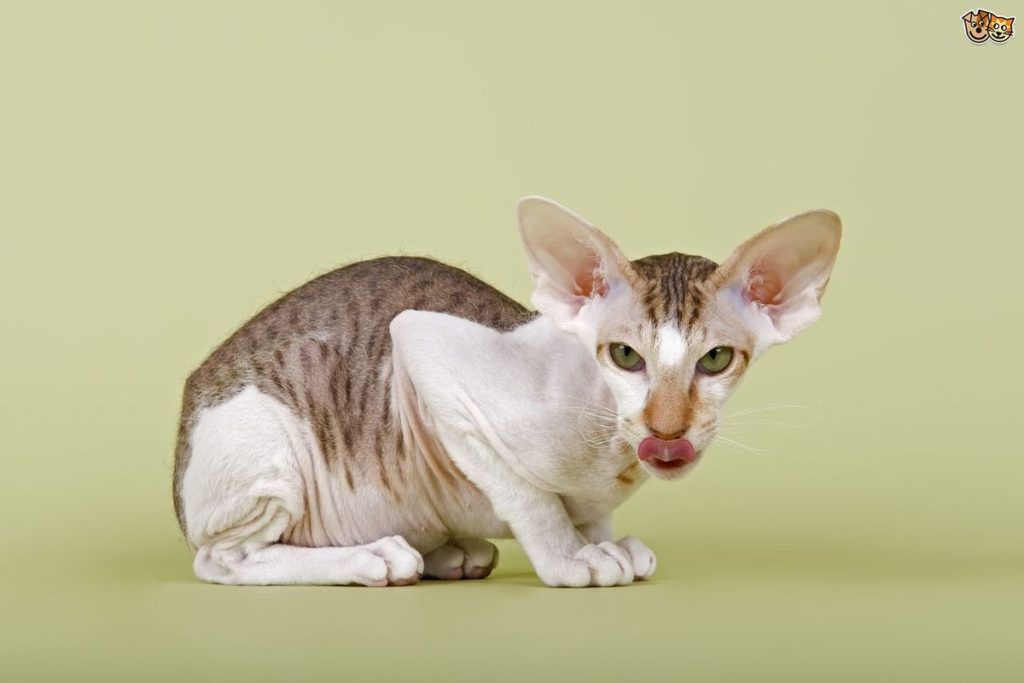 Гипоаллергенные породы кошек