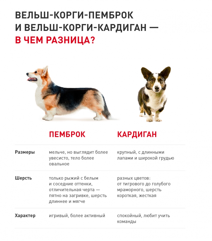 Пуми — собака с неисчерпаемым запасом энергии