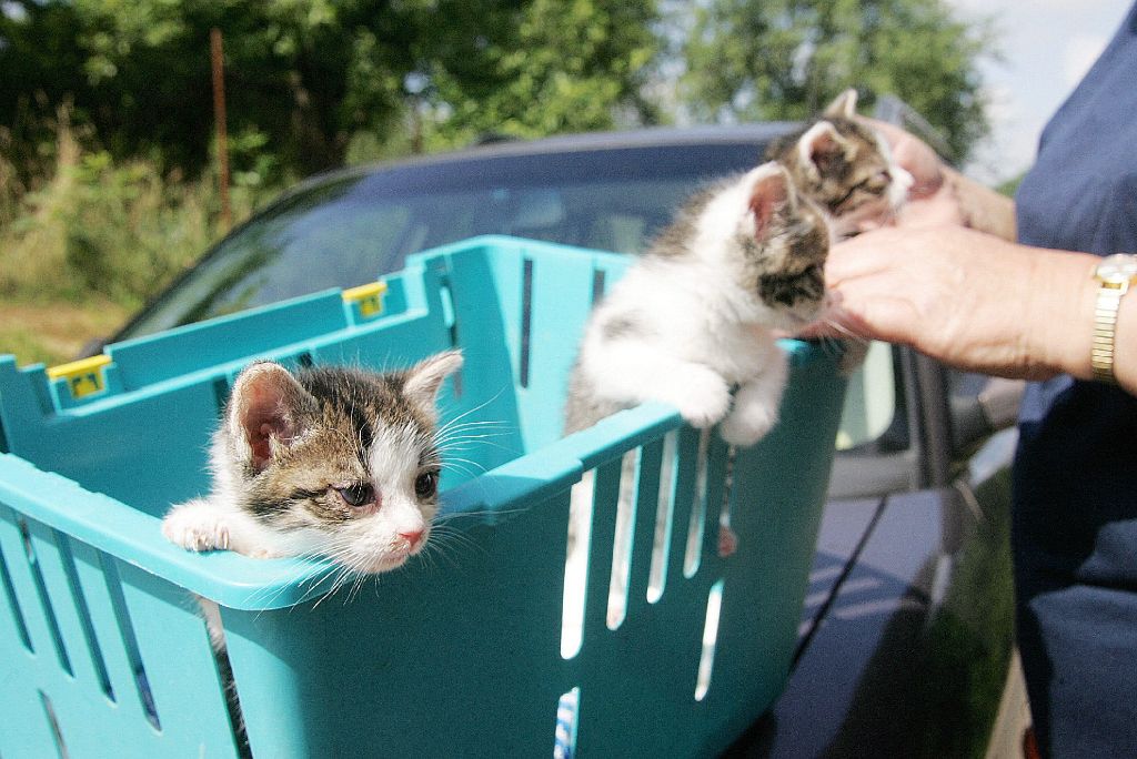 Куда можно пристроить кота. Бездомные кошки. Куда пристроить котенка. Куда срочно пристроить кота. Бездомные котята в городе Приморск как помочь.