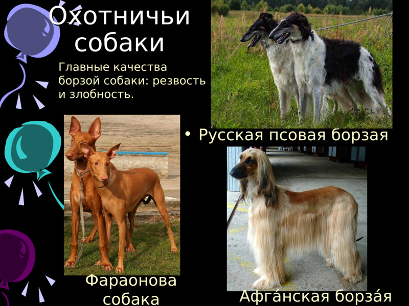Породы охранных собак с фотографиями и названиями