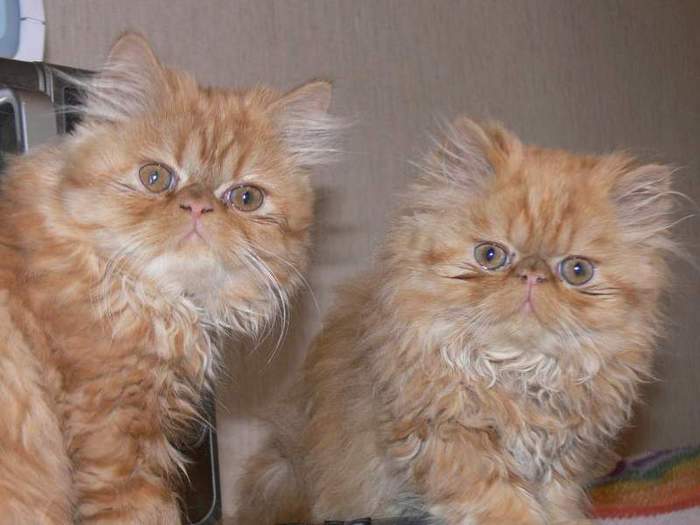 Чем кормить персидских котят, кошек и котов
