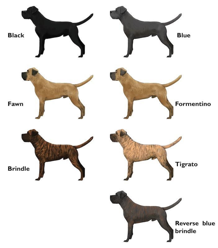 Дворянка или дворняжка: как определить породу собаки?