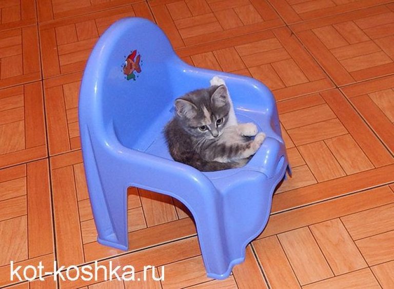 Как котенка приучить к лотку 1.5