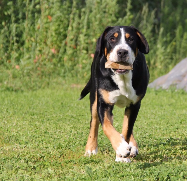 Большой швейцарский зенненхунд (Гросс, Большая горная собака)