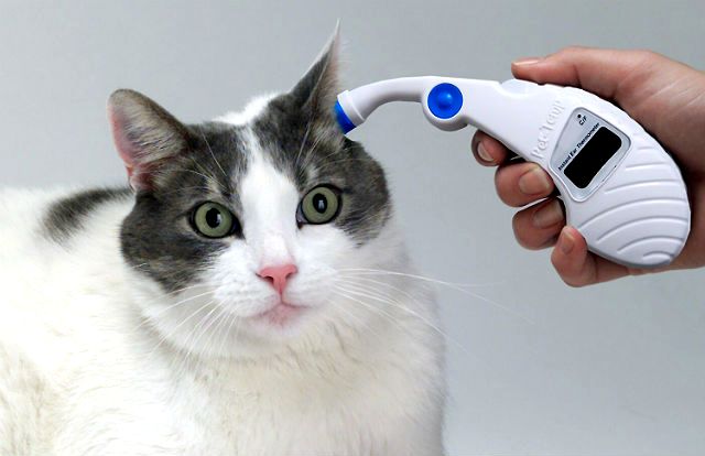Как понять что у кошки температура: примеры без градусника