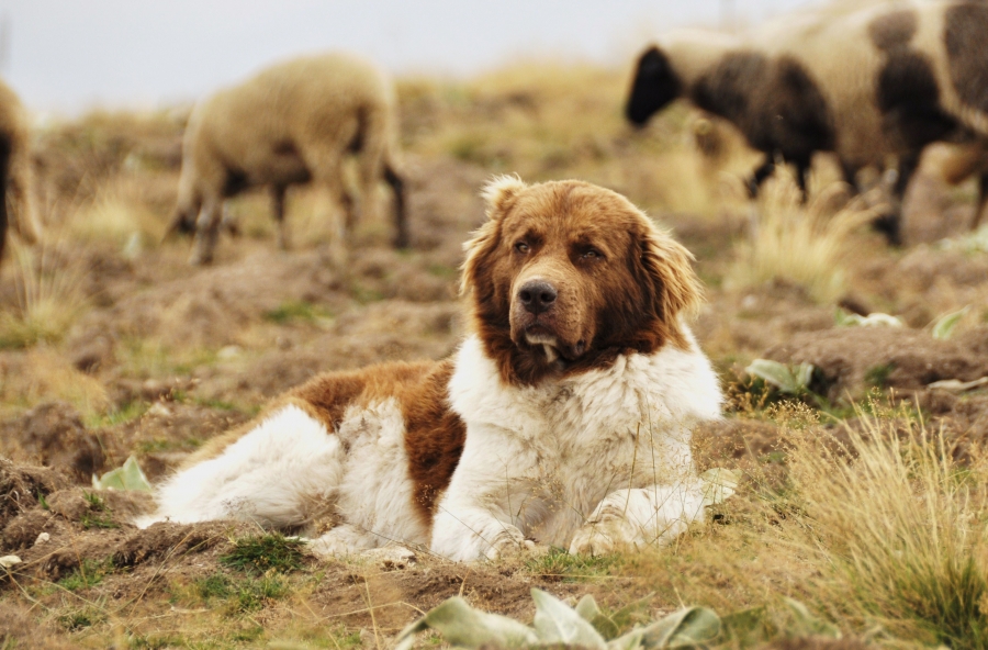 Болгарская овчарка куче (Каракачанская собака)