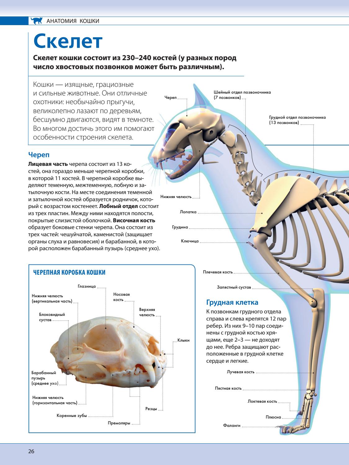 Скелет кошки: анатомия, череп, строение