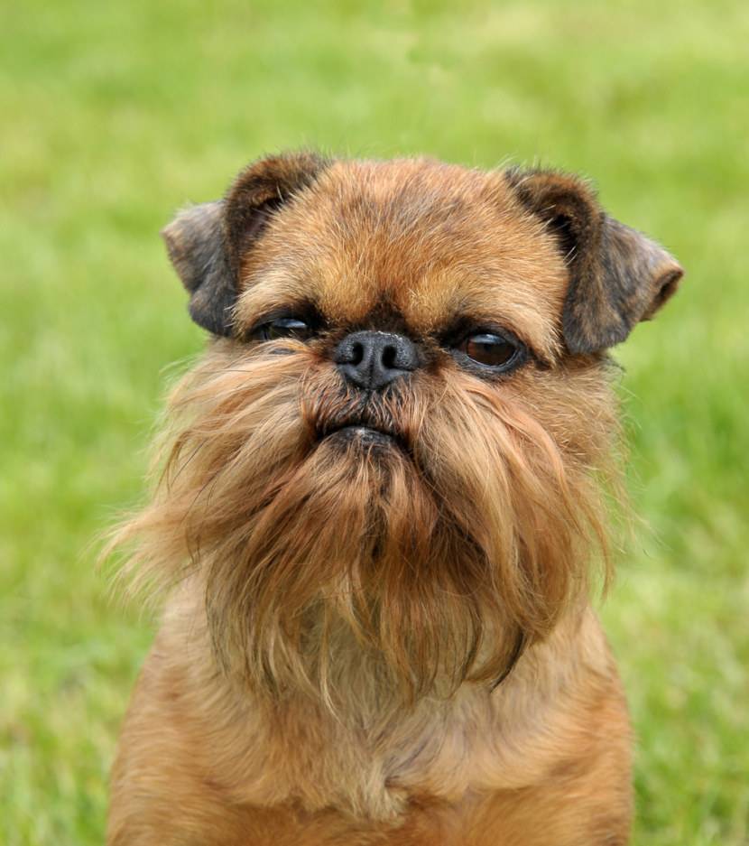 Гриффон (собака): брюссельская гладкошерстная порода
