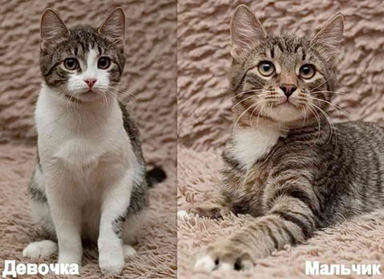 Фото отличия кошки от кота