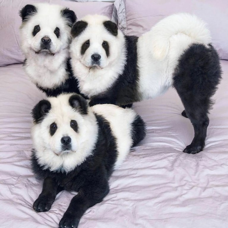 Чау-чау панда: что за порода и как выбрать щенка
