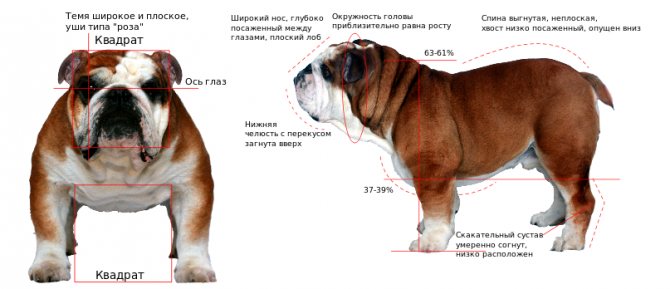 Бульдоги: разновидности породы собак, какие бывают