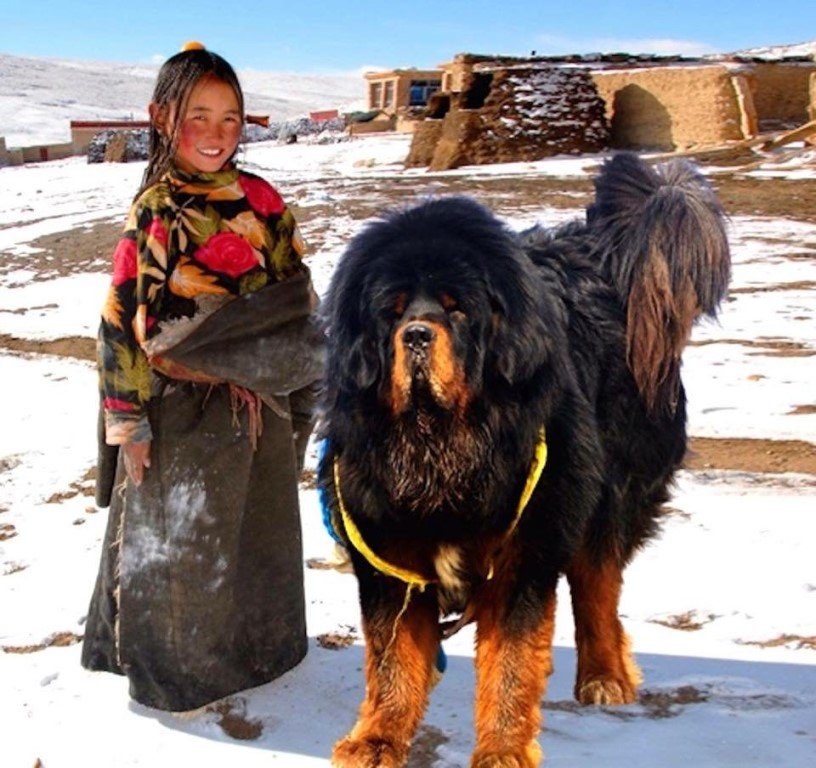 Тибетский мастиф с человеком: характеристика породы