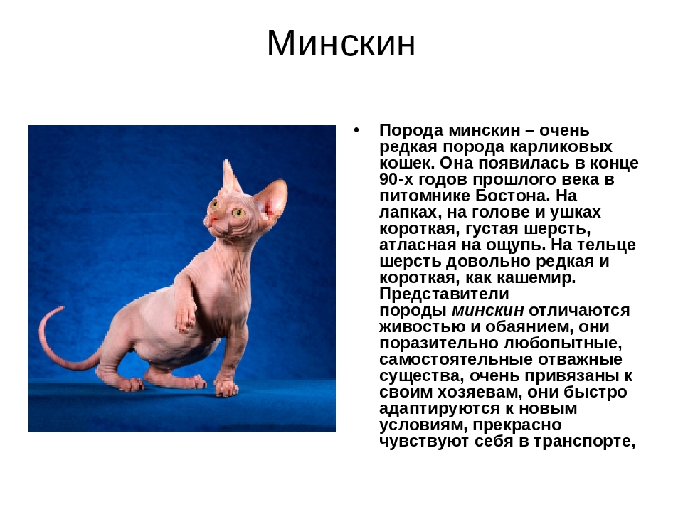 Всё о кошках породы Минскин