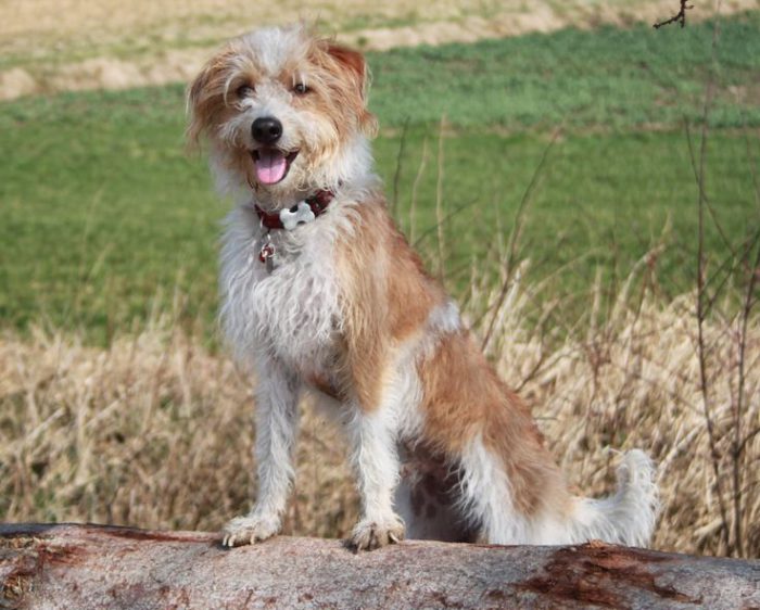 Кромфорлендер – семейная собака, которую непросто раздобыть